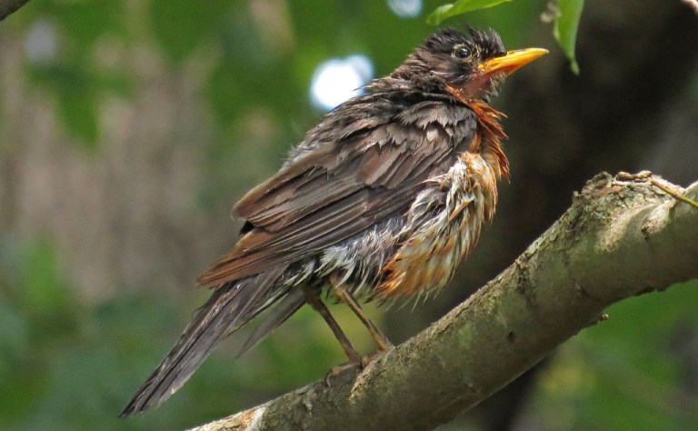 American Robin sunning himself after a thorough soaking.
