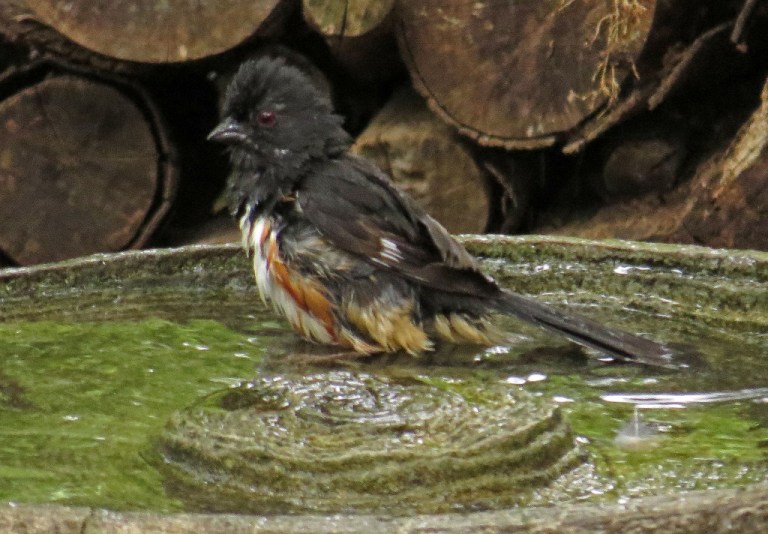towhee