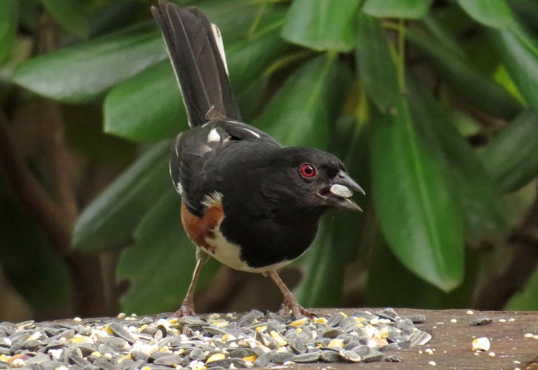 Eastern Towhee - love those glowing red eyes!