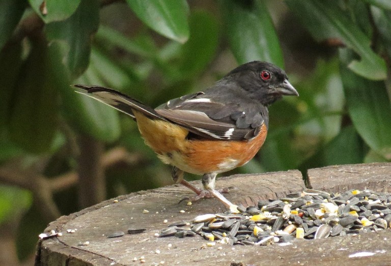 Eastern Towhee