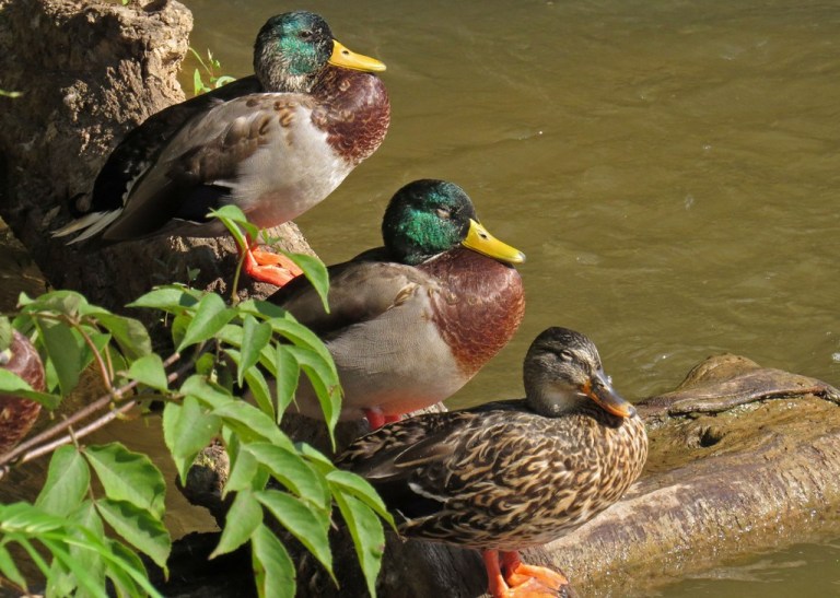 mallards1