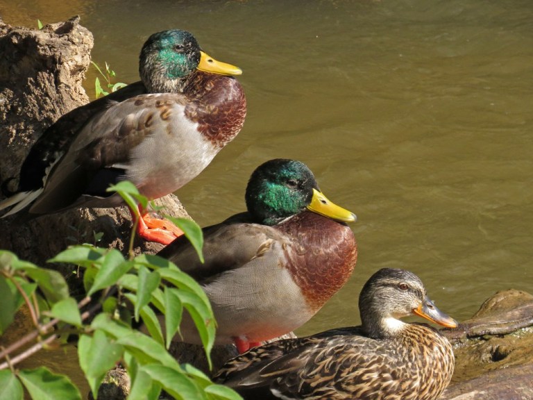 mallards2