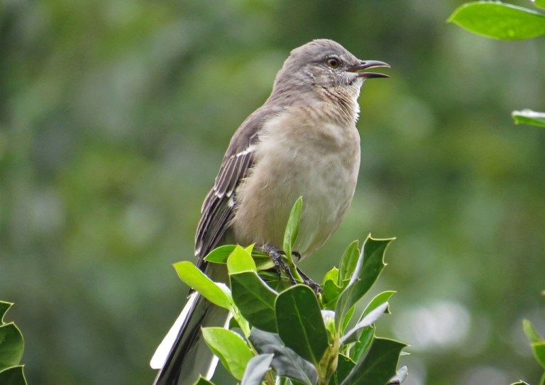 mockingbird1