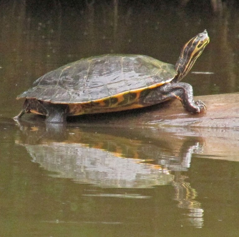 turtle