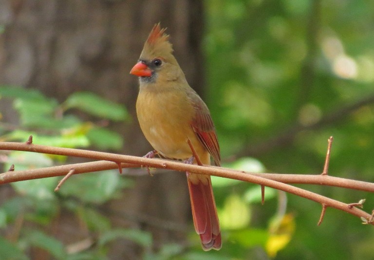cardinal1