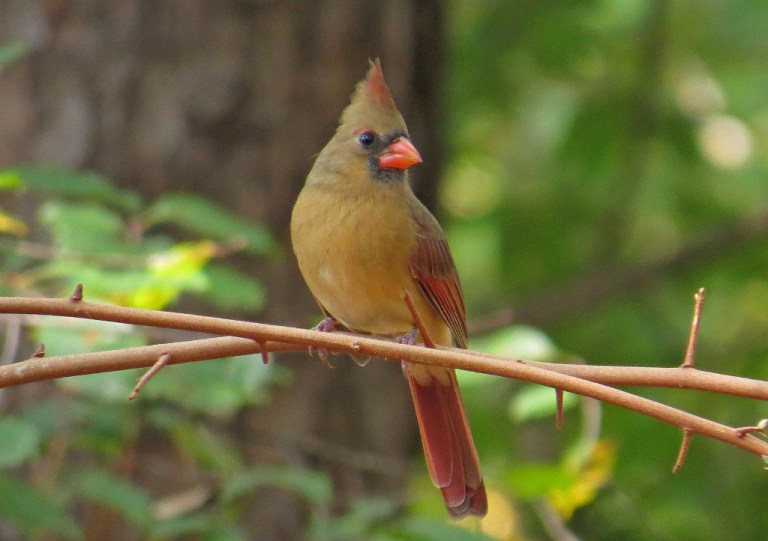 cardinal2