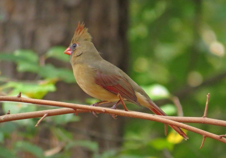 cardinal3