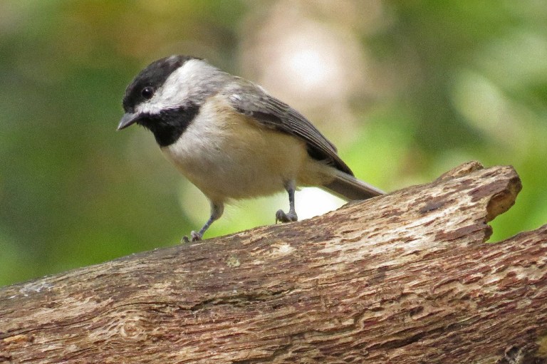 chickadee