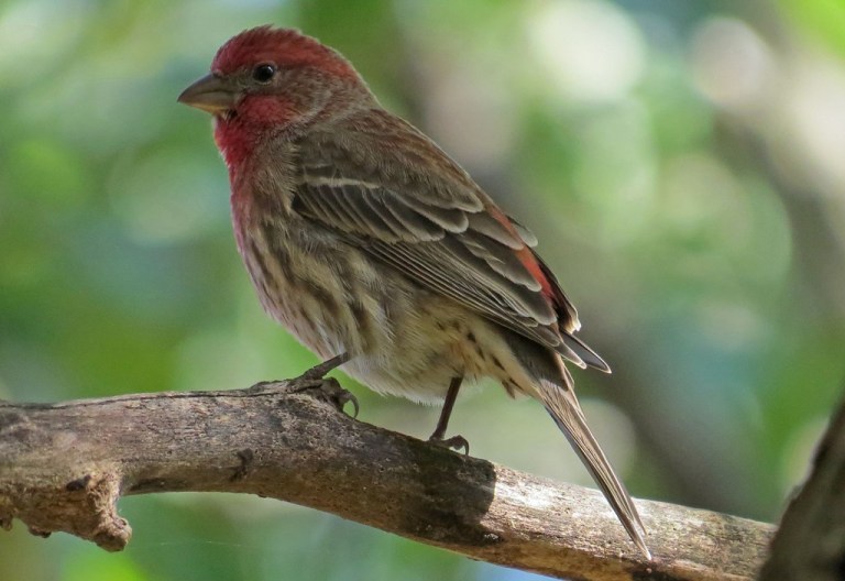 finch2