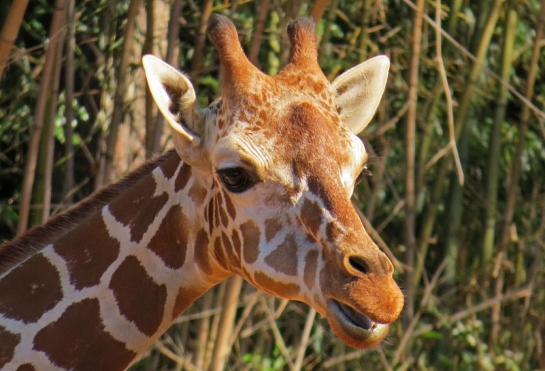 giraffe