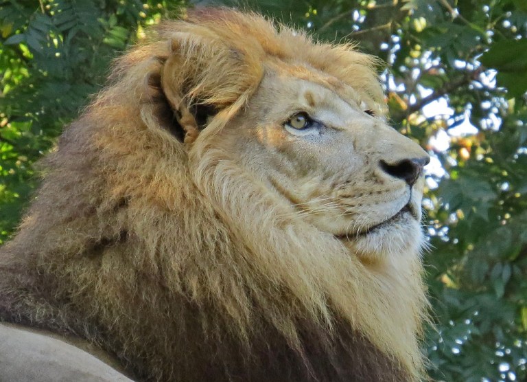 lion