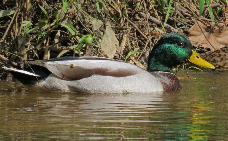mallard2