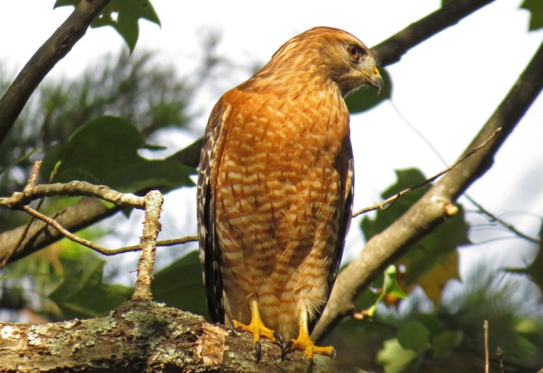 redshoulderedhawk1