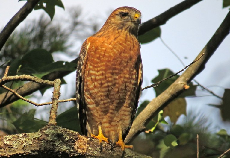 redshoulderedhawk2