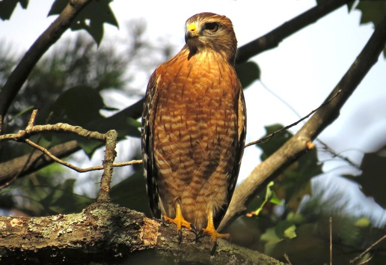 redshoulderedhawk3