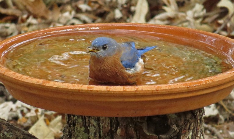 In this picture he is scaring away a goldfinch that wanted to join in the bathing festivities.