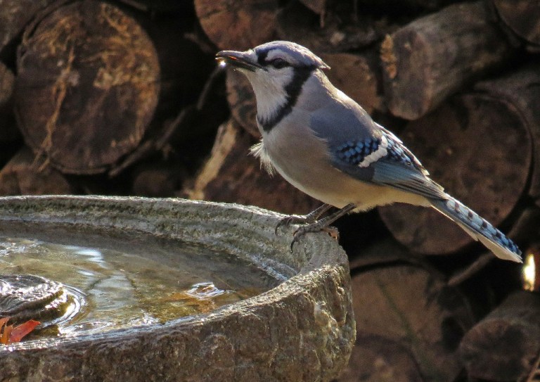 Bluejay