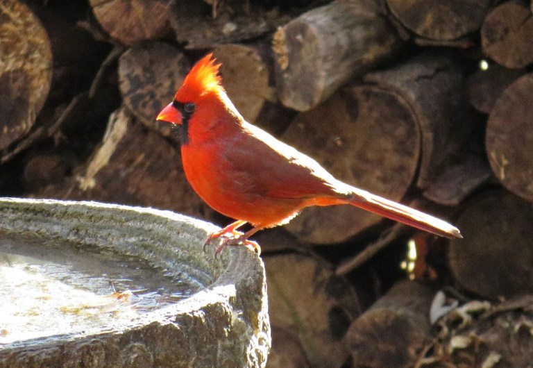 cardinal