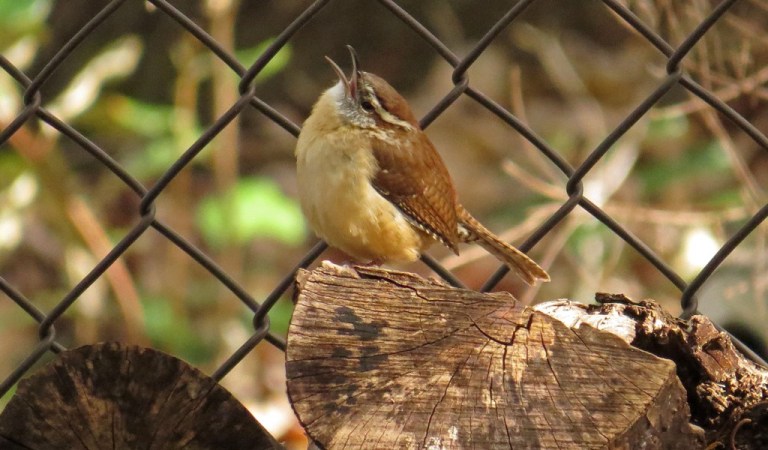 carolinawren