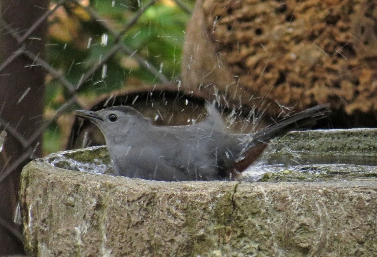 catbird