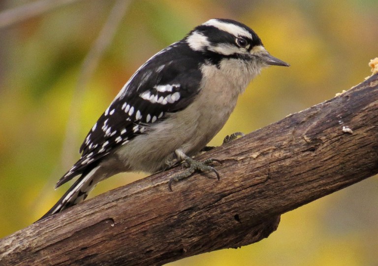 Female downy who patiently waited her turn.