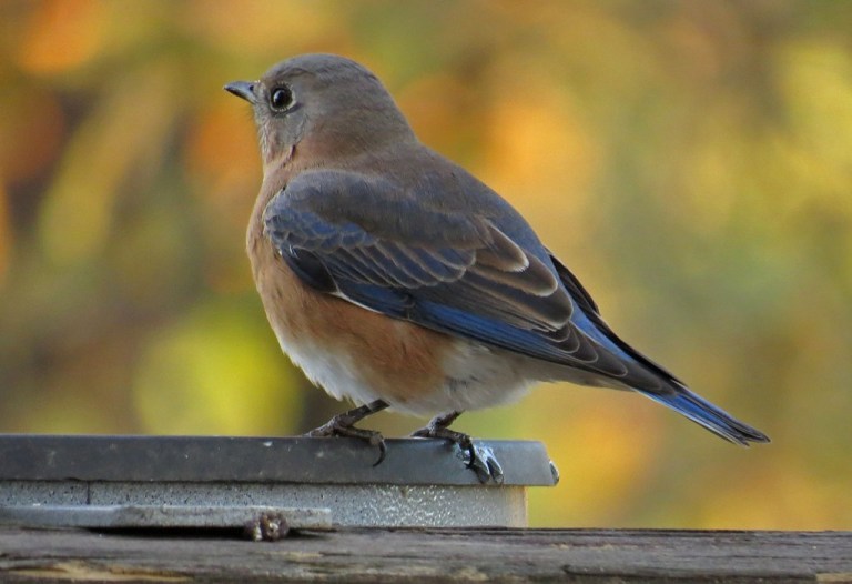 female bluebird