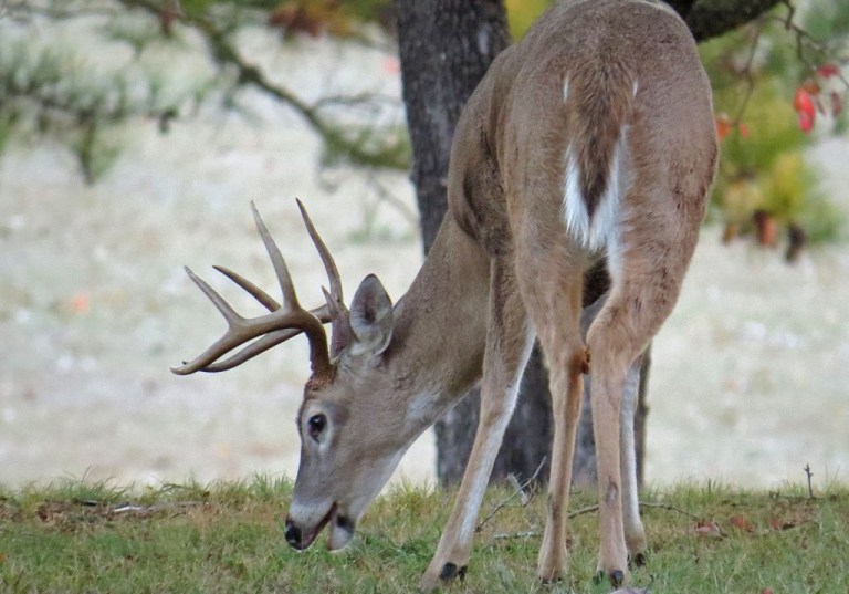 This handsome fellow was enjoying his morning meal, and I was enjoying watching him.