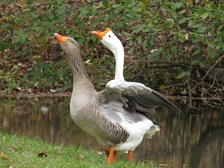 These geese were self-proclaimed guardians of the lake.  Boy were they noisy!