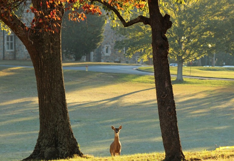 morning deer 2