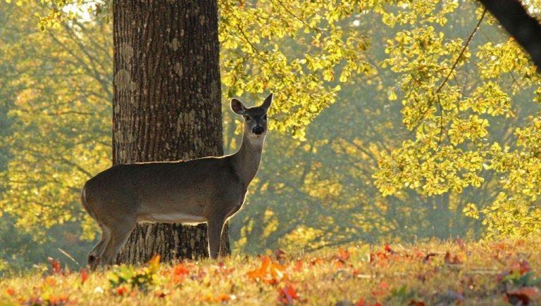 I got up early Sunday morning and saw this deer meandering about.  I think the campus has more deer tham students.