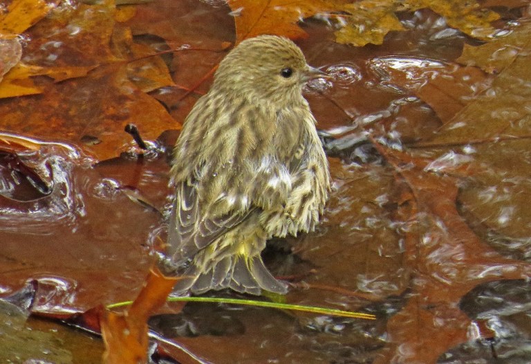 pinesiskin