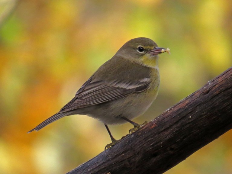 Female Pine Warbler.