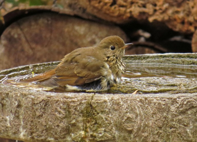 thrush2