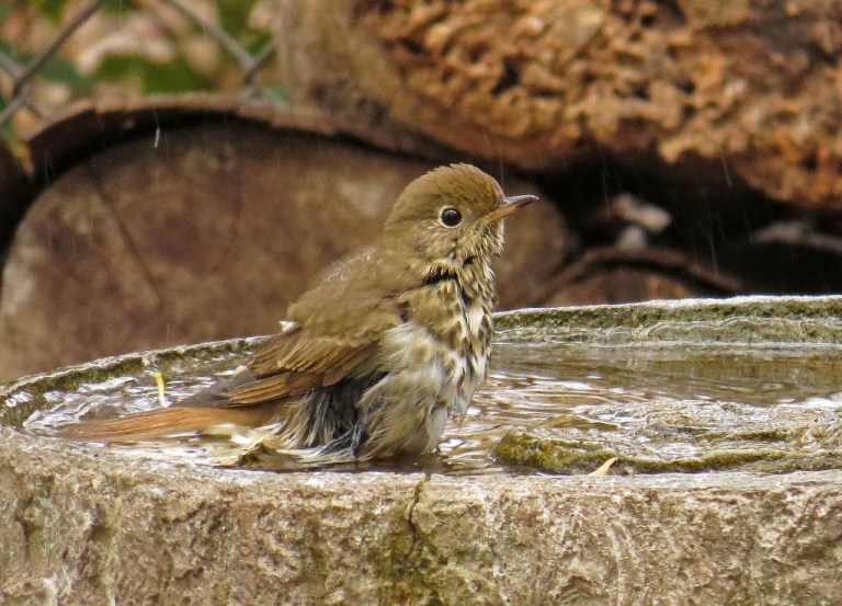thrush7