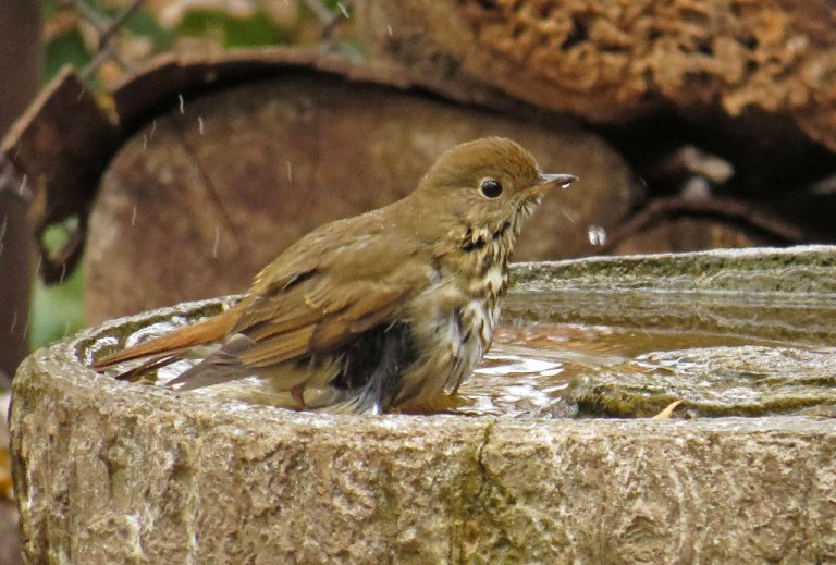 thrush8
