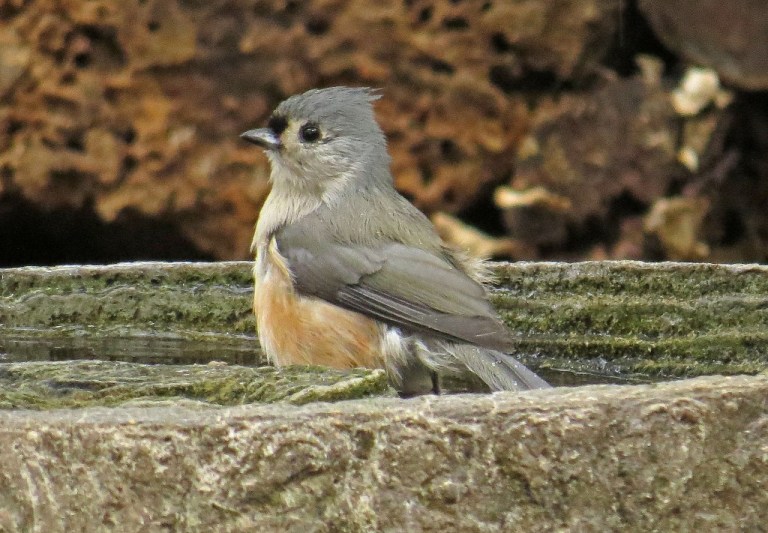 titmouse3