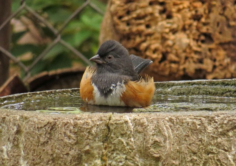 towhee2