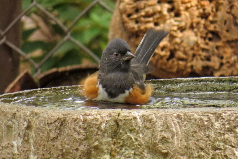 towhee3