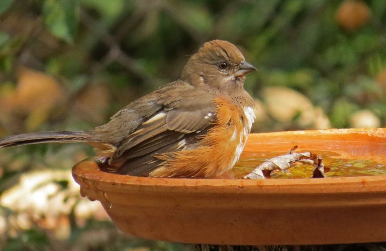 towhee9