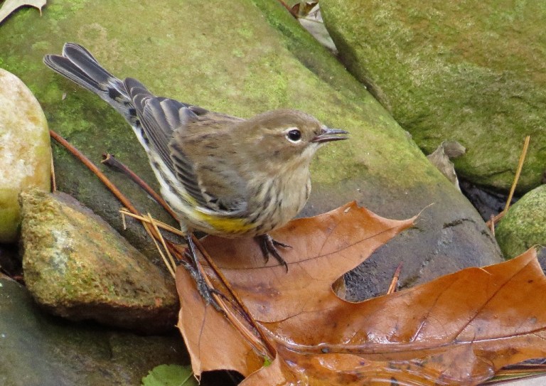 warbler1