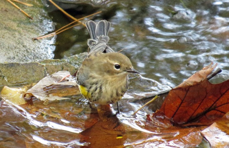 warbler2