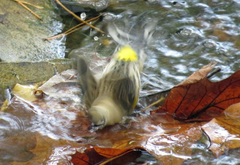 warbler3