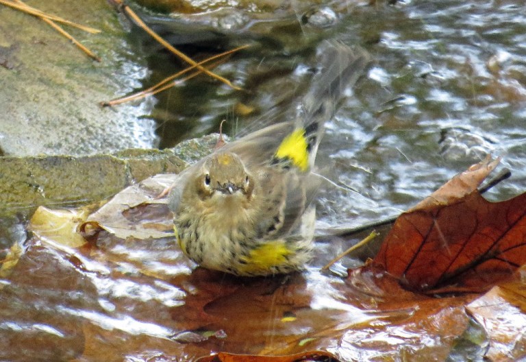 warbler4