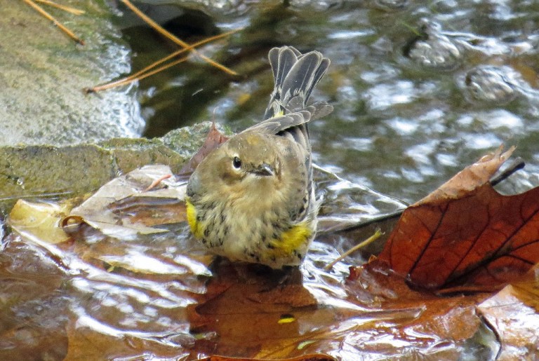 warbler5