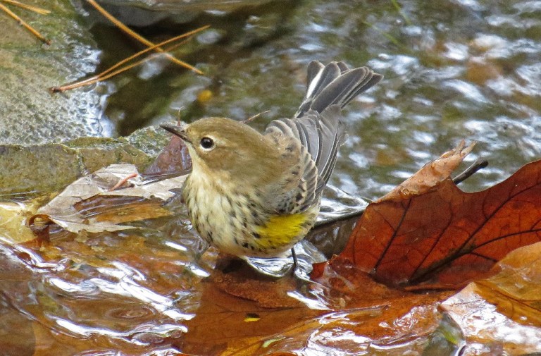 warbler6