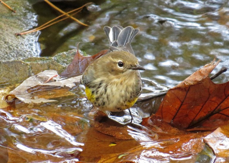 warbler7