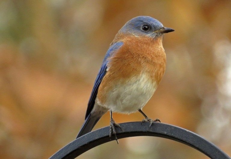 bluebird1