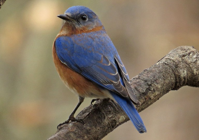 bluebird1
