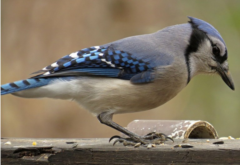 bluejay