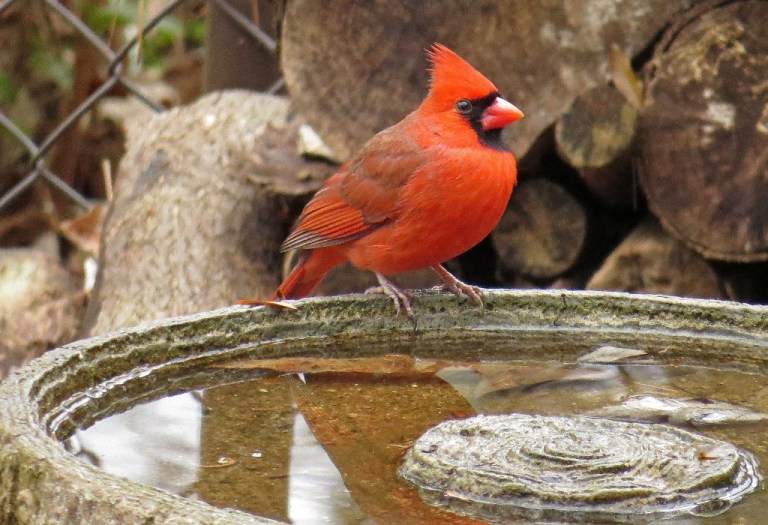 cardinal4